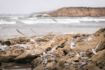 Birds near Ocean