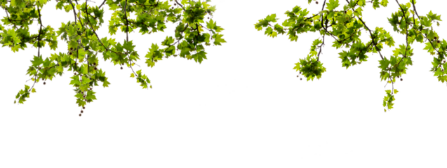 maple tree branch with green leaves in spring isolated on transparent background, overlay texture frame natural flora 