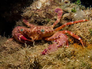 Charybdis sp. - Swimming crab from Cyprus