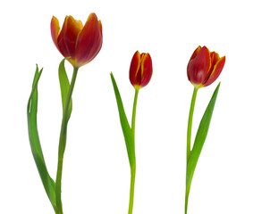 red tulip flower plants isolated on transparent background, overlay texture