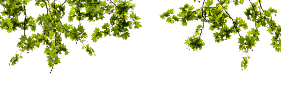 maple tree branch with green leaves in spring isolated on transparent background, overlay texture frame natural flora 