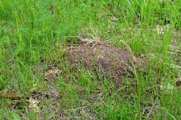 Naklejka na ściany i meble A pile of anthill in the grass with the grass in the background, close-up