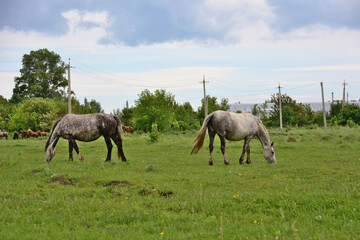 Fototapeta na wymiar white horses grazing in a field with a cloudy sky in the background