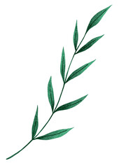green leaves on white background