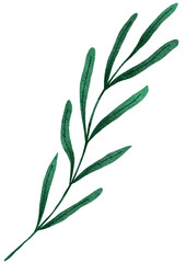 green leaves on white background