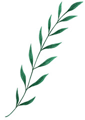 green leaves on white background