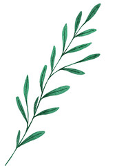 green leaves on white background