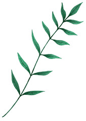 green leaves isolated on white background