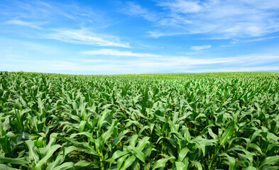 Fototapeta na wymiar Corn field plantation with blue sky background.