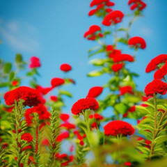 Red flowers in blue sky