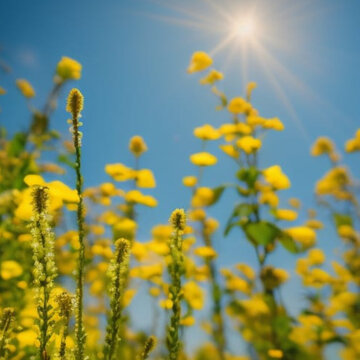 Yellow flowers on a sunny backdrop