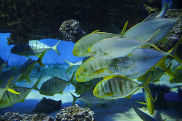 Fish under water. Golden trevally (Gnathanodon speciosus), also known as the golden kingfish.