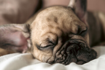 Adorable and cute close up of brown French bulldog puppy sleeping.