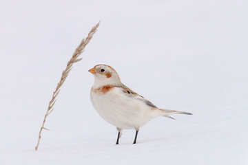 ユキホオジロ　冬の北海道可愛い動物・鳥