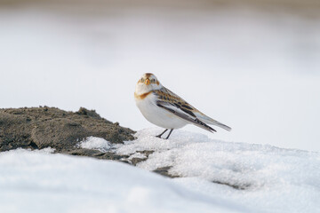 ユキホオジロ　冬の北海道可愛い動物・鳥