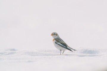 ユキホオジロ　冬の北海道可愛い動物・鳥