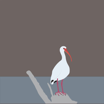 Osprey white cute bird-vector artwork