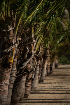 Row of palms on a beach path