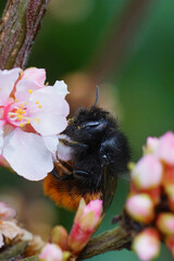 Closeup on a female European orchard mason bee, Osmia cornuta, drinking nectar from a white cherry flower