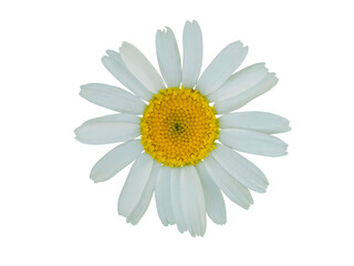 White chamomile isolated on PNG transparent layer.