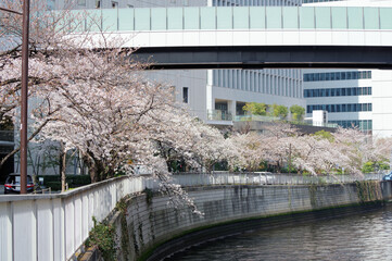 桜並木と河川と橋