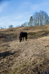 Fototapeta na wymiar Portrait of a black horse head behind a hedge against a background of a dry grass field.meadow in the spring. Wild horses outdoors.Spring scenic landscape with horse