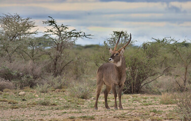 common male waterbuck standing and looking alert in the wild savannah on a cloudy day in the wild savannah of buffalo springs national reserve, kenya