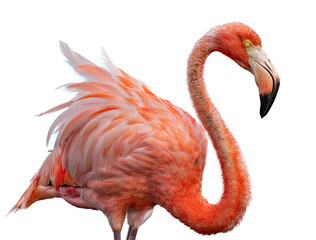 flamingo png portrait - obrazy, fototapety, plakaty