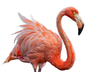 flamingo png portrait