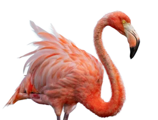 Fotobehang flamingo png portrait © Mauricio López