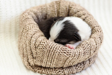 Little Pembroke Welsh Corgi puppy sleeps in knittled brown nest on soft beige blanket put on...