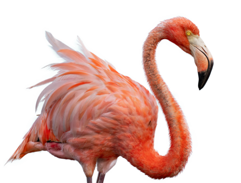 flamingo png portrait