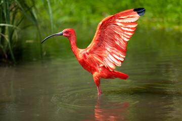 Scarlet Ibis bird stretching his wings standing in the water pond  - obrazy, fototapety, plakaty