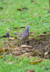 The zebra dove  bird, Geopelia striata, also known as the barred ground dove, or barred dove, is a on the grass
