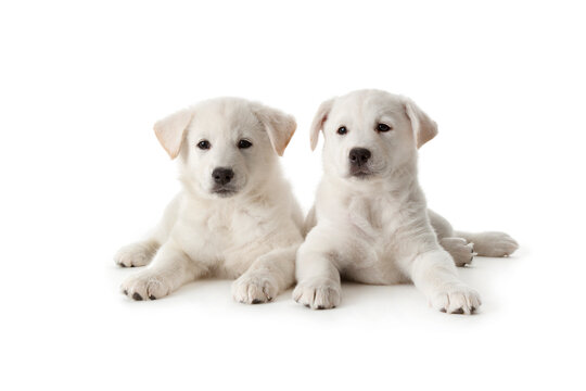 Two cute white puppies isolated on white background