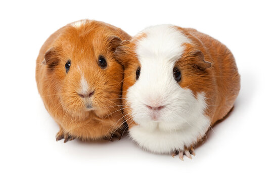 Two cute guinea Pigs isolated on white background close up