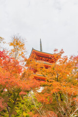 Naklejka premium 京都府 清水寺の紅葉 