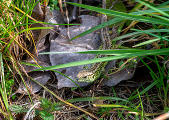  young 
European green lizard at a grassland in the community Rossatz-Arnsdorf in the Danube valley, Austria