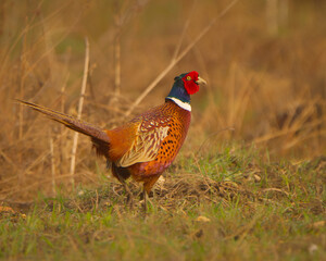 pheasant in the wild