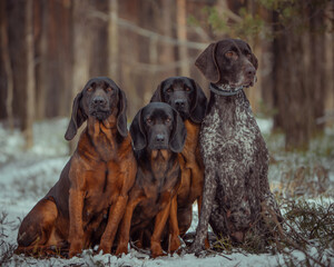 pointer  Bavarian Mountain Hound