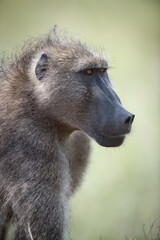 Africa Chacma Baboon
