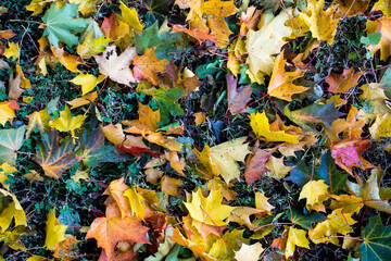 Autumn foliage. Autumn leaves fallen on the ground. Fall leaf. High quality photo