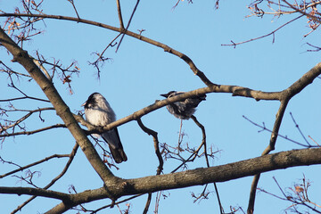 Two crows sitting on a tree