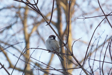 A sparrow sitting on a branch