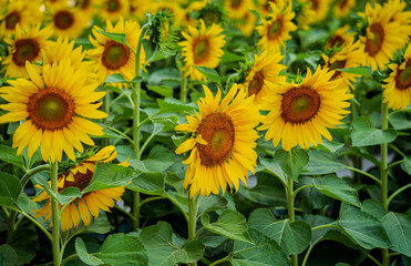 Obraz premium Beautiful sunflower at the summer field with light sky.
