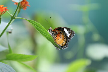 Fototapeta na wymiar butterfly perched on flower