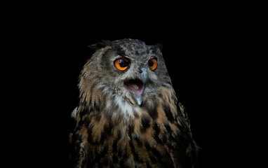 owl isolated