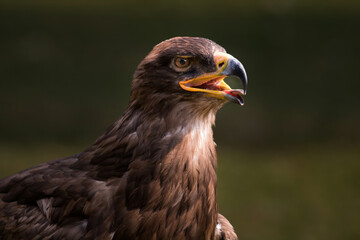 Obraz premium close up of an eagle