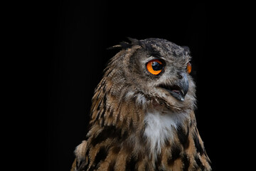 owl portrait