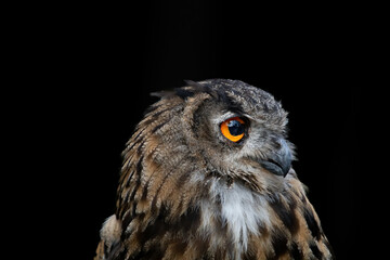 portrait of an owl